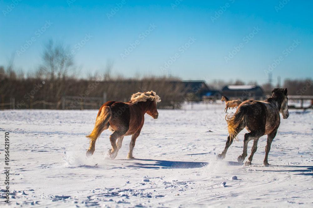 Photography horses