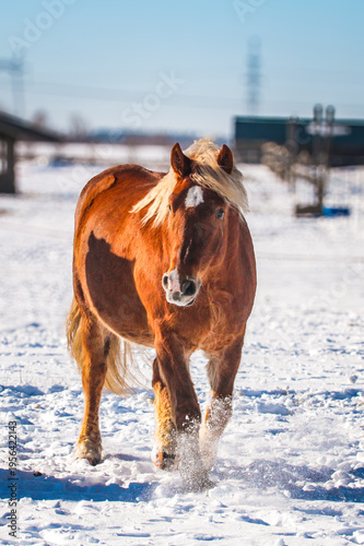 Принти на полотні horses