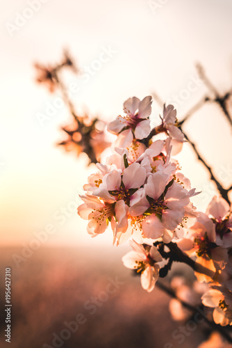 Branch of blooming almond tree during sunrise