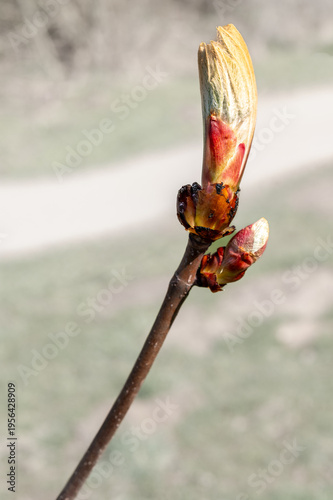 Quadro su tela Horse chestnut tree bud opening in spring
