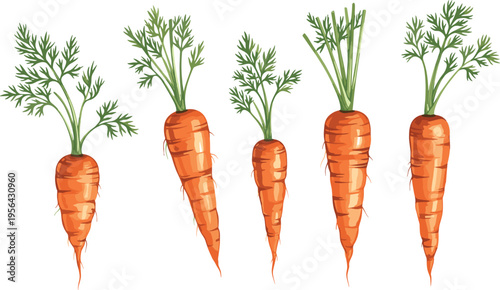 Hand drawn fresh orange carrot set with green leaves and roots isolated on white background for organic food and garden vegetable design