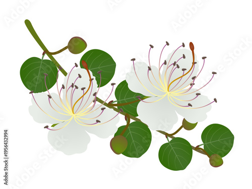 A branch with flowers and caper buds on a white background..eps