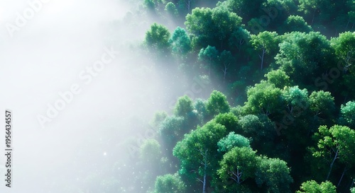 Misty forest canopy seen from above with sunlight filtering through the trees creating a serene and magical atmosphere