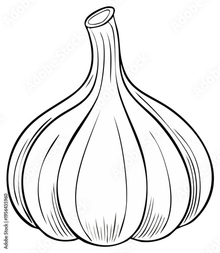 Elegant Line Art Illustration of a Garlic Bulb with Detailed Striations and a Simple Design