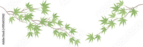 新緑のモミジの枝のイラスト