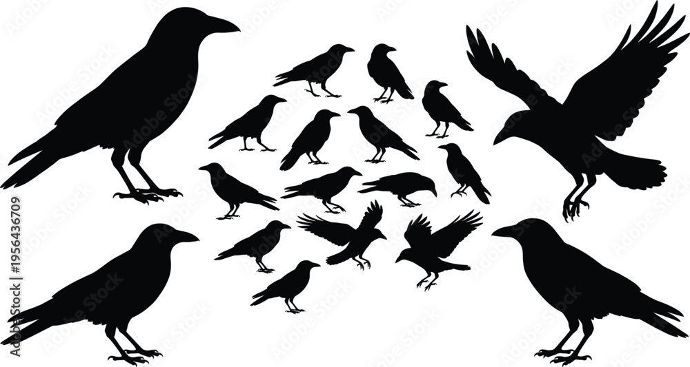 Fototapeta premium Set of crow and raven silhouettes in various poses, flying and standing birds collection, wildlife and nature concept, black bird illustration isolated on white background
