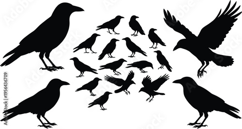 Set of crow and raven silhouettes in various poses, flying and standing birds collection, wildlife and nature concept, black bird illustration isolated on white background