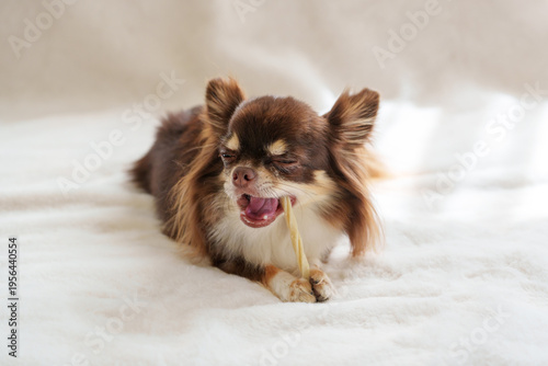 歯磨きガムをかむ犬