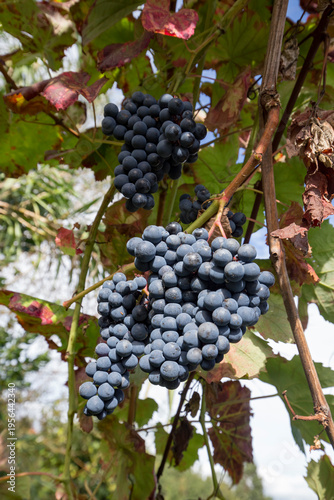 Detalhe de cachos de uvas tintas de produção biológicas 