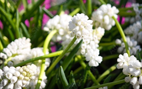 white spring flowers