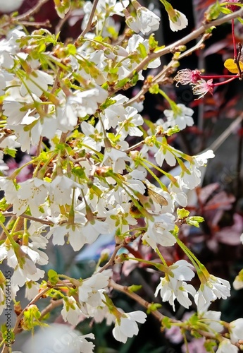 autumn leaves background