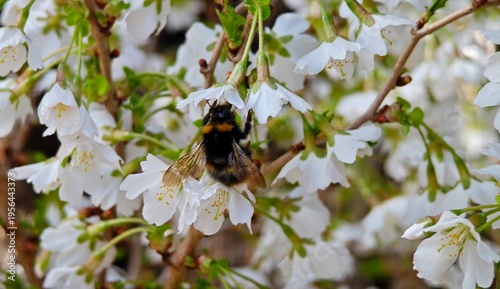 bee on a flower