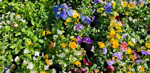 flowers in the garden