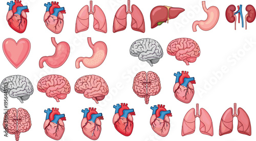 Human Internal Organs Anatomy Vector Set Featuring Heart, Brain, Lungs, Liver, Kidneys, and Stomach Medical Illustration Collection in Detailed Cartoon Style