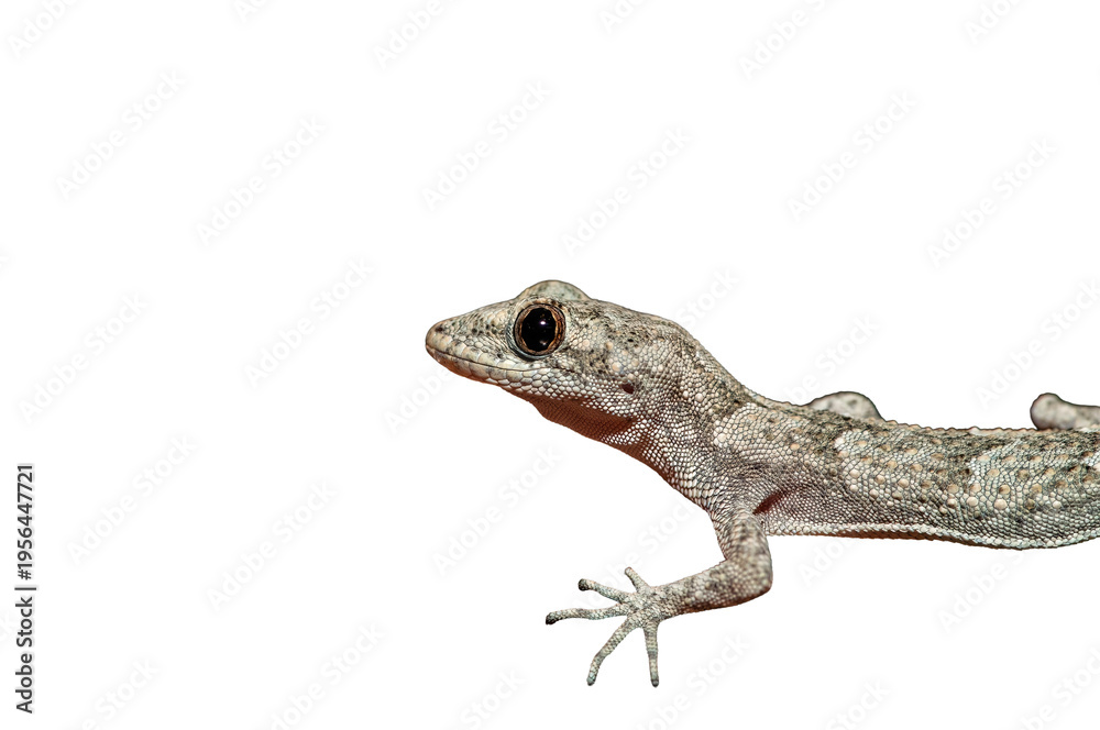 Fototapeta premium A lizard with textured scales moving across a smooth black surface on a transparent background. A close-up, detailed profile of the lizard.
