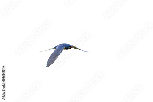 Slika na platnu A barn swallow (Hirundo rustica), isolated against a transparent background, gliding swiftly through the air