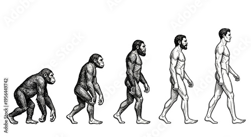 Evolution of human from ape to modern man