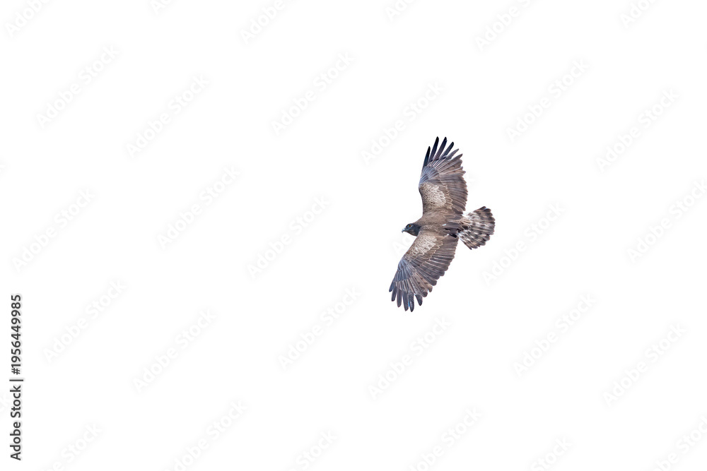 Obraz premium A short-toed snake eagle (Circaetus gallicus), isolated against a transparent background, soaring through the sky.