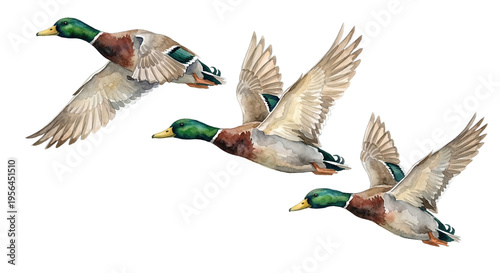 An illustration of three Mallards (Anas platyrhynchos) in flight from different angles, painted using watercolor techniques on a transparent background.