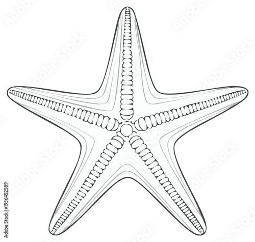 Detailed line art illustration of a five-pointed starfish showing internal structure