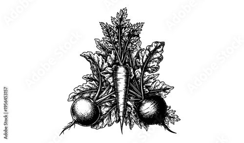 Vintage Engraved Vegetables Carrot Radish Beetroot Botanical Vector Illustration