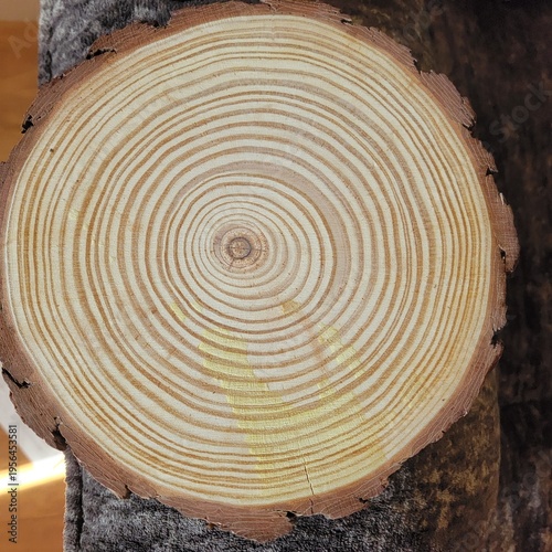 Wood Slice