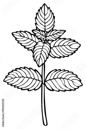 Mint Plant Drawing with Leaves and Stem Line Art for Herbal or Culinary Use