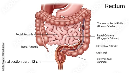 High detailed anatomical medical illustration of rectum showing rectal ampulla, transverse rectal folds, anal columns, internal and external anal sphincters and final anal canal segment, perfect for c