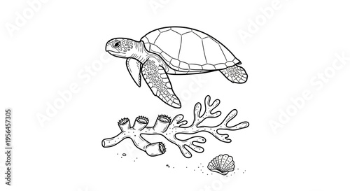 Sea Turtle with Coral and Seashells Line Art Illustration