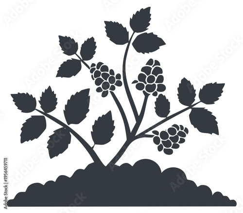 Blackberry plant silhouette with berries and leaves growing from soil patch, botanical illustration