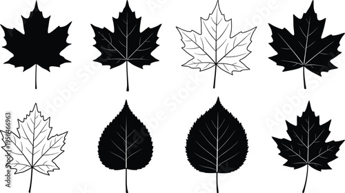High quality botanical leaf silhouettes and vein outlines collection, diverse foliage shapes for nature, education, design, illustration, and decorative art