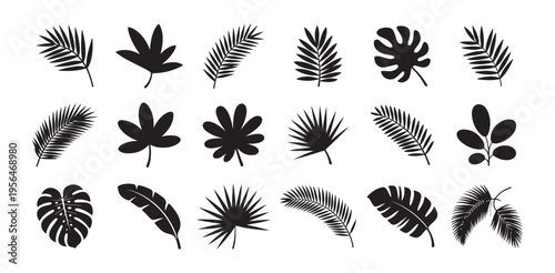 Assortment of tropical leaves silhouettes, monstera fern and other foliage