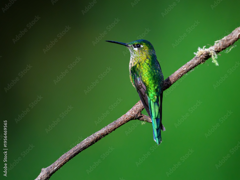 Obraz premium Female Long-tailed Sylph Hummingbird Perched on Mossy Branch