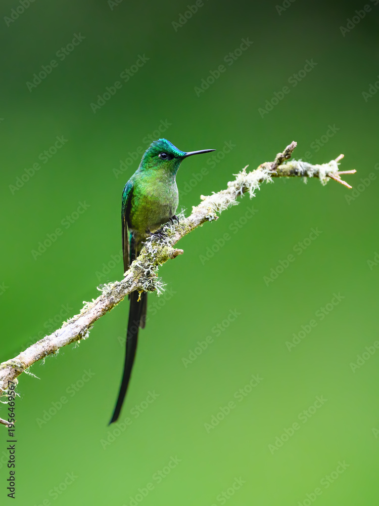 Obraz premium Male Long-tailed Sylph Hummingbird Perched on Lichen Covered Branch