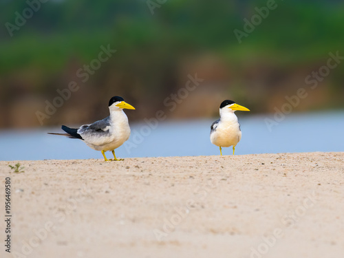 фотографія Male and Female Large-billed Terns standing on river's sandbar in Pantanal, Braz