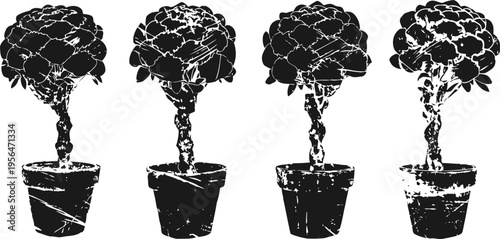 four grapevine bonsai trees in pots miniature cultivated plants with twisted stems and grape clusters