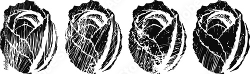 hand drawn cabbage or lettuce heads set in black and white vintage fresh vegetable garden organic healthy food illustration