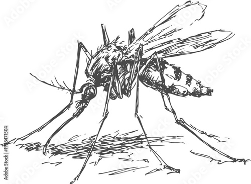 Detailed hand drawn mosquito illustration insect sketch with wings, legs, and proboscis on white background