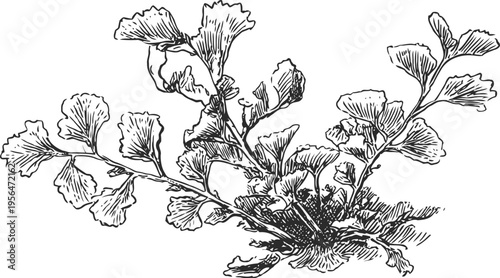 detailed botanical illustration of ginkgo biloba branch with fan shaped leaves and textured veins
