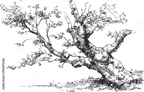 Old leaning tree branch with sparse leaves in black ink sketch, natural vintage botanical illustration