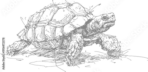 Detailed hand drawn tortoise illustration, reptile walking on ground, nature wildlife sketch