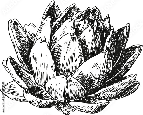 Hand drawn artichoke vegetable illustration with detailed leaves and natural texture