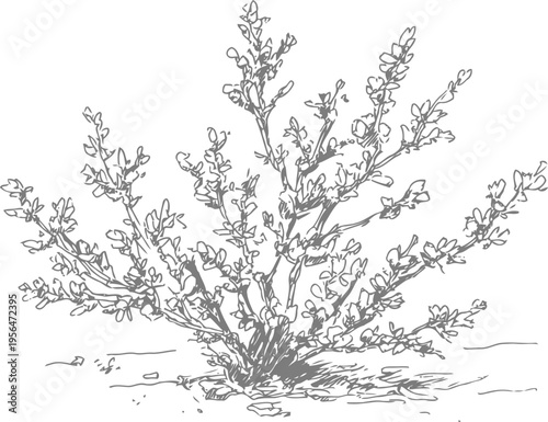 Desert shrub with sparse leaves growing in arid sandy soil under bright sunlight