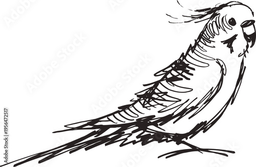 Hand drawn parrot sketch illustration line art with detailed feathers and expressive pose