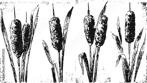 Vintage cattail plants illustration set botanical sketches with reed stems and leaves in monochrome