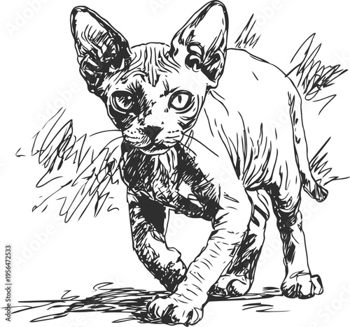 Sphynx cat walking illustration hairless feline with large ears and detailed furrows, black and white sketch