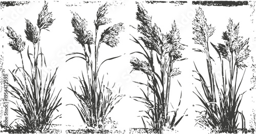 silhouettes of wild grass plants with seed heads in natural detailed botanical