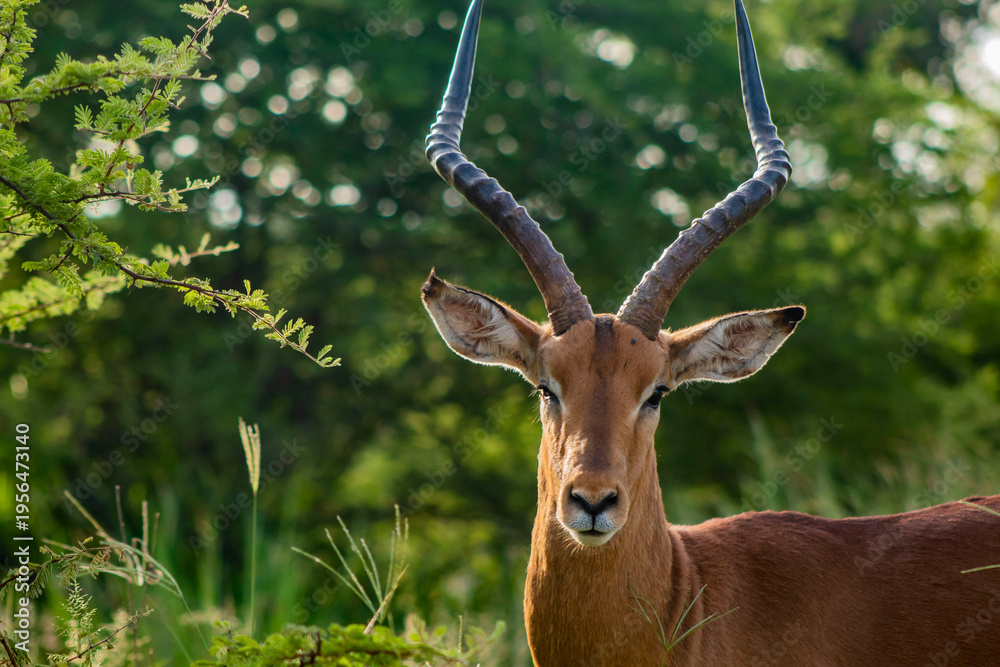 Fototapeta premium impala in the savannah
