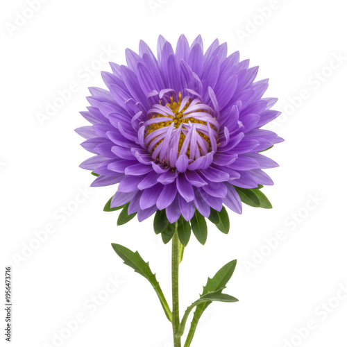 Purple aster flower with stem and leaves isolated on transparent background