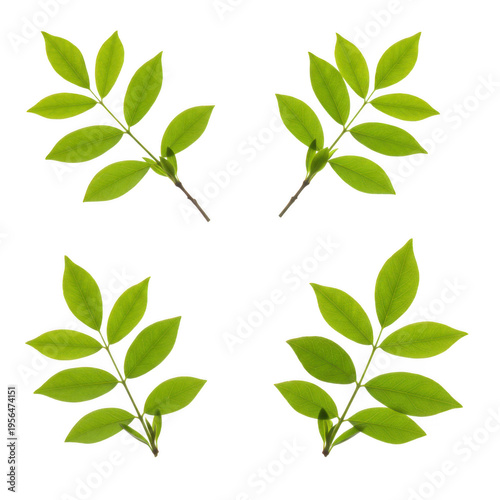 Four green leaves branches isolated on transparent background